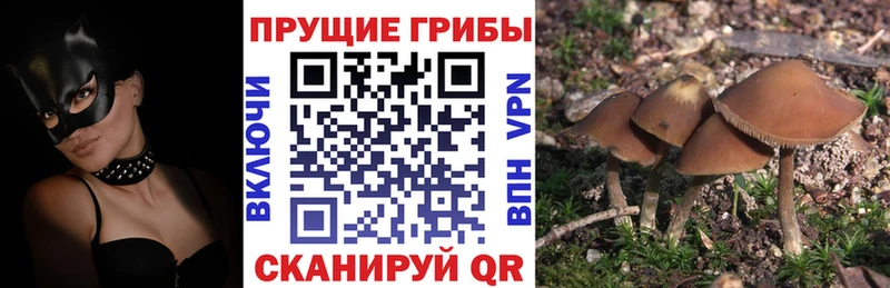 Псилоцибиновые грибы GOLDEN TEACHER  Конаково 